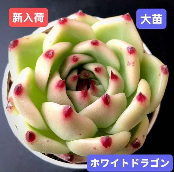 新入荷★韓国苗★ホワイトドラゴン★レア種★可愛い紅葉大苗★超美苗★多肉植物★エケベリア