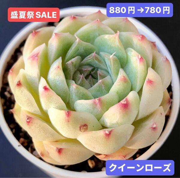 盛夏祭SALE★新入荷★韓国苗★クイーンローズ★可愛い紅葉大苗★超美苗★多肉植物★エケベリア