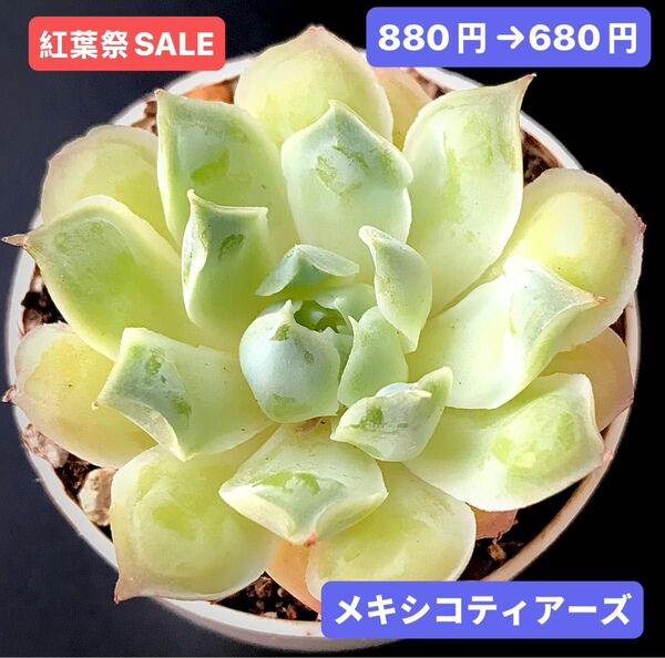 紅葉祭SALE★新入荷★韓国苗★メキシコティアーズ★可愛い紅葉大苗★超美苗★多肉植物★エケベリア