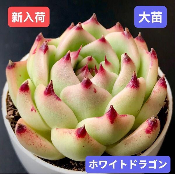 新入荷★韓国苗★ホワイトドラゴン★レア種★可愛い紅葉大苗★超美苗★多肉植物★エケベリア