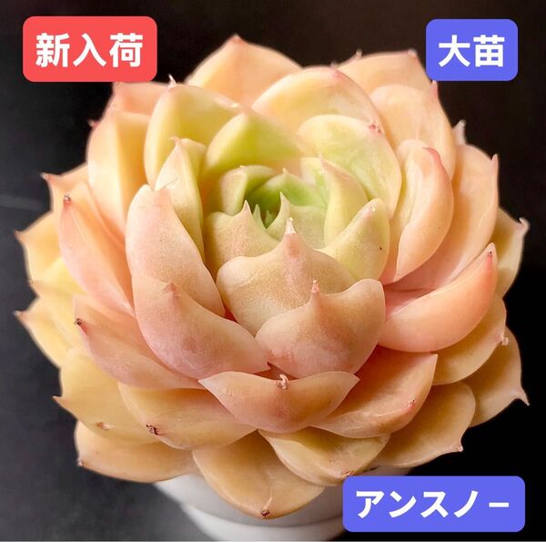 新入荷★韓国苗★アンスノ-★レア種★可愛い紅葉大苗★超美苗★多肉植物★エケベリア