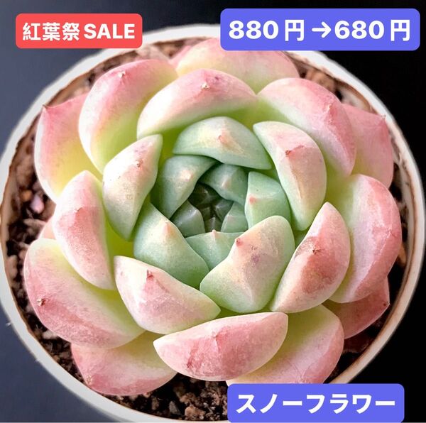 紅葉祭SALE★新入荷★韓国苗★スノーフラワー★可愛い紅葉大苗★超美苗★多肉植物★エケベリア