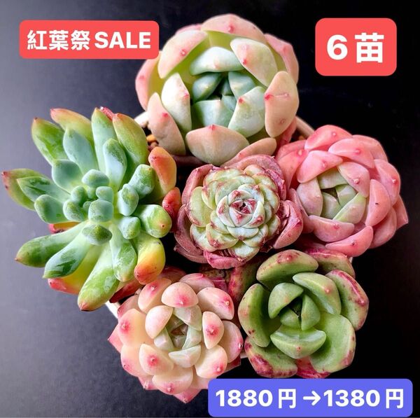 紅葉祭SALE★6苗1380円★韓国苗★ピンクモンロー、純愛、乙女心、芝桜、苺ジャム等★可愛い紅葉超美苗★多肉植物★エケベリア