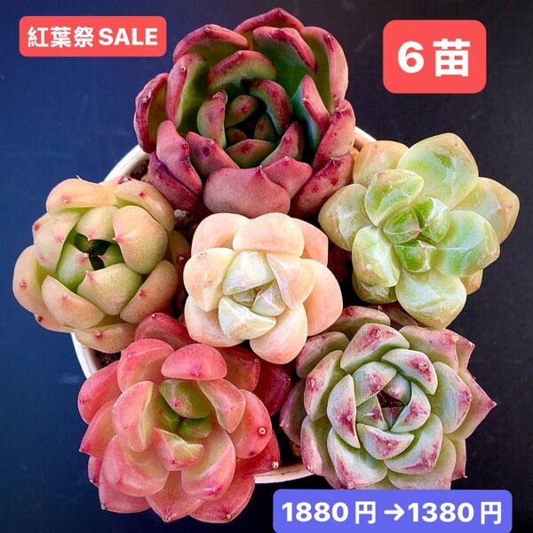 紅葉祭SALE★6苗1380円★韓国苗★マドンナ、桜プリン、イェローナイト、雪玉、紅宝石等★可愛い紅葉超美苗★多肉植物★エケベリア