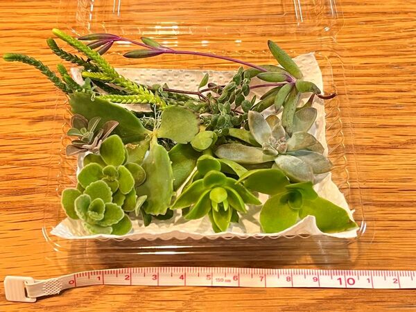 【多肉植物カット苗②】秋麗火祭りアロマティカス子宝草ブロウメアナ若緑ルビーネックレスなど★画像そのまま送ります♪