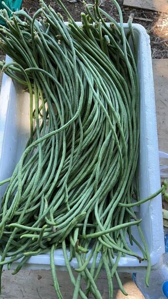ささげ 豆角 長野県産 3kg