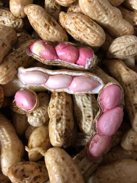 新物☆季節限定☆特産☆長野県産 なま落花生 皮落花生2kg