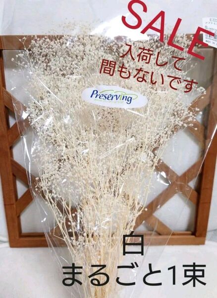 大地農園 SALE! プリザーブドフラワー かすみ草 白 1束!