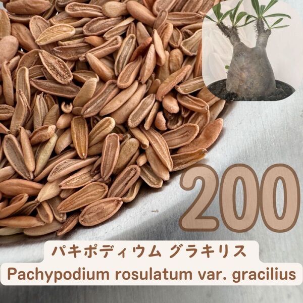 種子200粒 パキポディウム グラキリス │象牙宮│THE塊根植物
