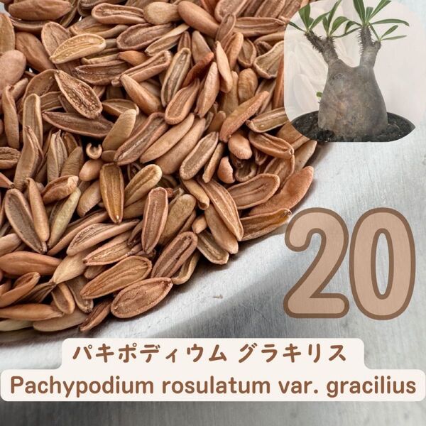 種子 パキポディウム グラキリス │象牙宮│THE塊根植物