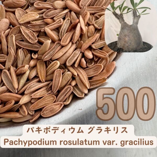 種子500粒 パキポディウム グラキリス │象牙宮│THE塊根植物