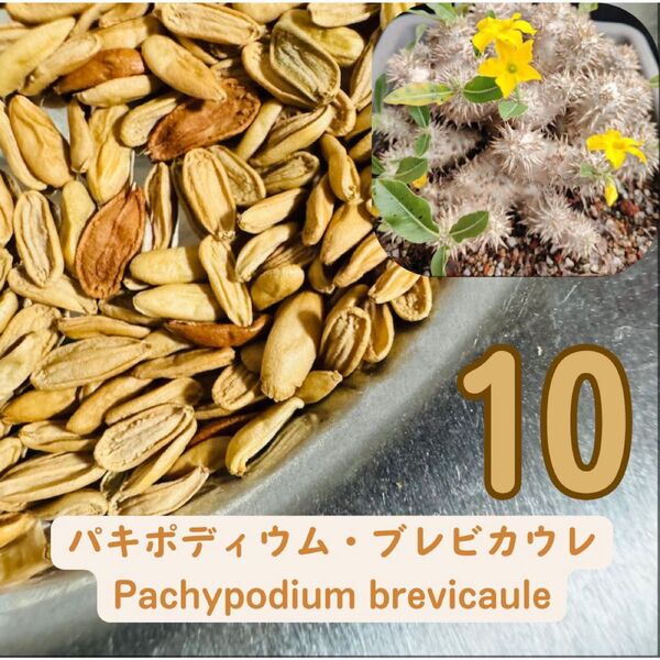 種子10粒 パキポディウム ブレビカウレ