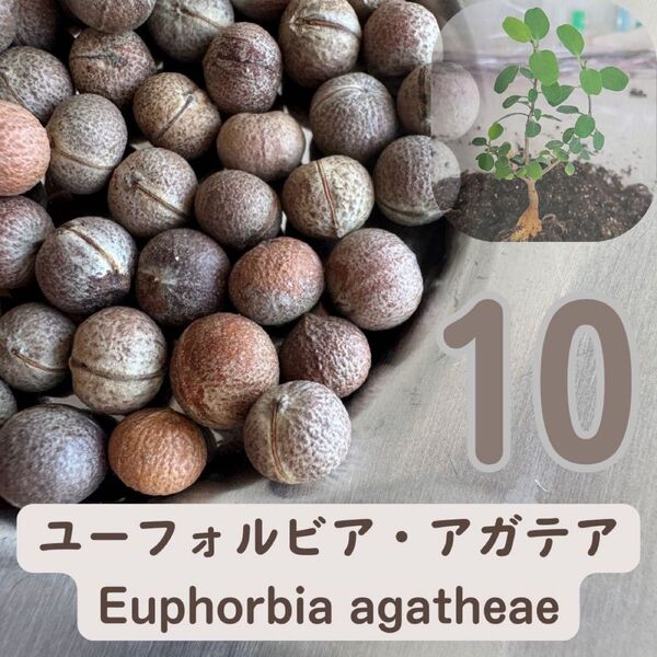 Euphorbia agatheae種子 10粒