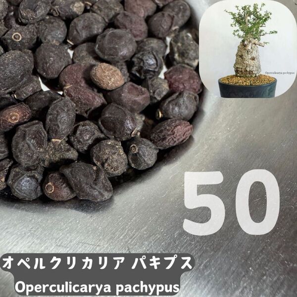 【種子】オペルクリカリア パキプス Operculicarya pachypus