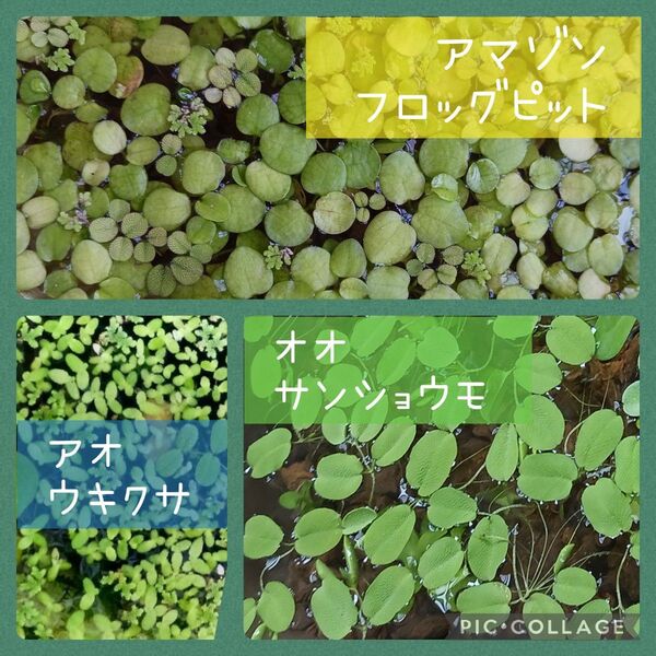 かんたんお試しセット 浮き草3種類(アマゾンフロッグピット アオウキクサ オオサンショウモ) 無農薬 メダカのビオトープ
