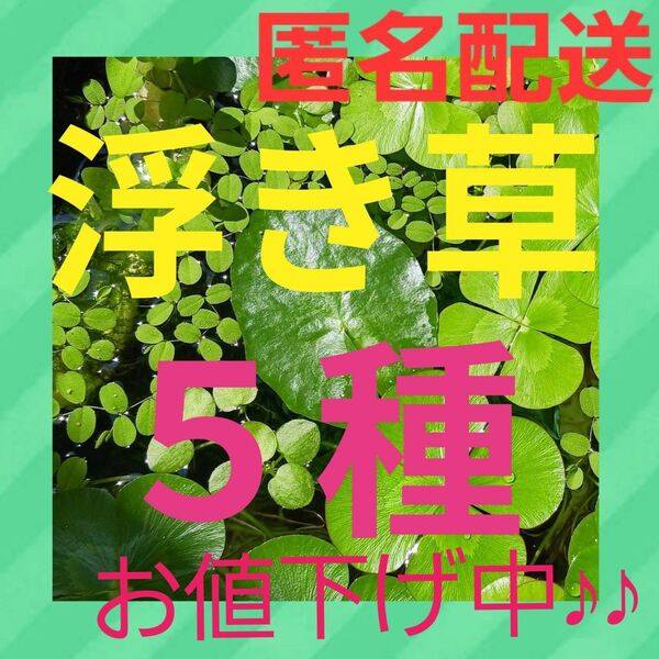 ☆浮き草5種☆サルビニアククラータ オオサンショウモ フィランサスフルイタンス ウォーターバコパ ビオトープ無農薬水草