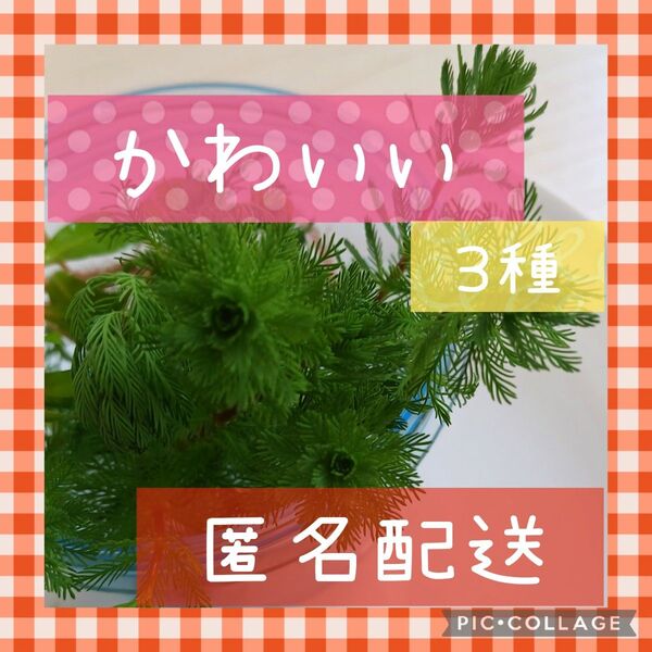 ☆かわいい水草3種☆水草2点購入で合計金額から200円引き♪♪ウォーターバコパ ミリオフィラム フィランサスフルイタンス 無農薬