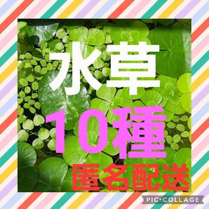 ☆水草10種☆水草2点購入で合計金額から200円引き♪♪ミリオフィラム ルドウィジア ウォータークローバー等々…ビオトープ水草