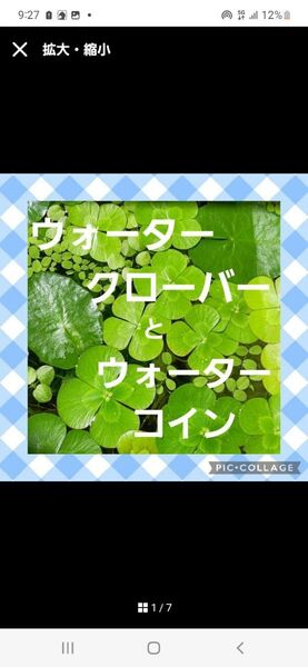 ☆ウォータークローバーとウォーターコイン☆水草2点購入で合計金額から200円引き♪♪メダカの無農薬ビオトープ水草