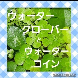 ☆ウォータークローバーとウォーターコイン☆水草2点購入で合計金額から200円引き♪♪メダカの無農薬ビオトープ水草