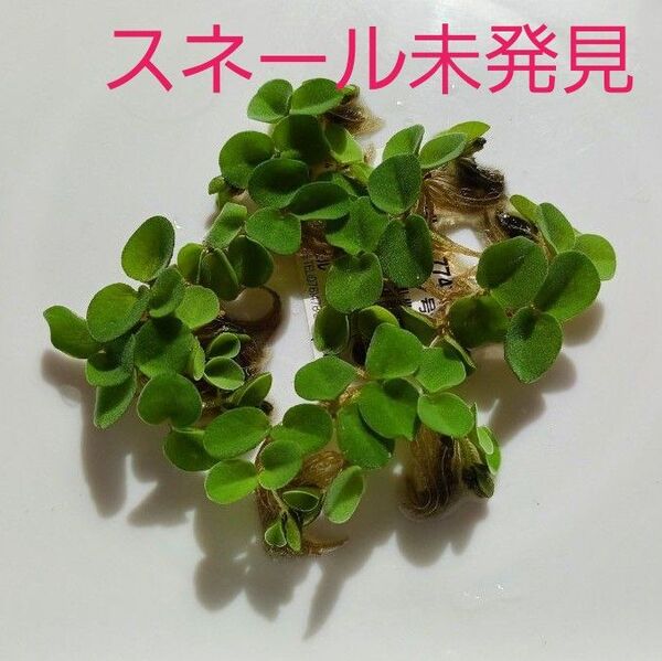 ☆サルビニアククラータ☆水草2点購入で合計金額から200円引き♪バクテリアの棲みかにもなり、水質浄化にも繋がります!