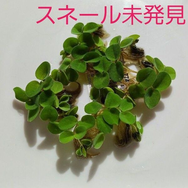☆サルビニアククラータ☆水草2点購入で合計金額から200円引き♪バクテリアの棲みかにもなり、水質浄化にも繋がります!