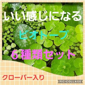 ☆いい感じになる6種類セット☆水草2点購入で合計金額から200円引き♪♪ビオトープ無農薬水草セット