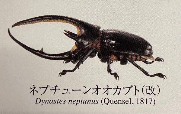かぶとむし08 ネプチューンオオカブト(改) いきもの大図鑑
