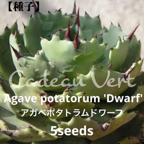 Agave Potatorum 'Dwarf'☆アガベ ポタトラム ドワーフ種子5粒