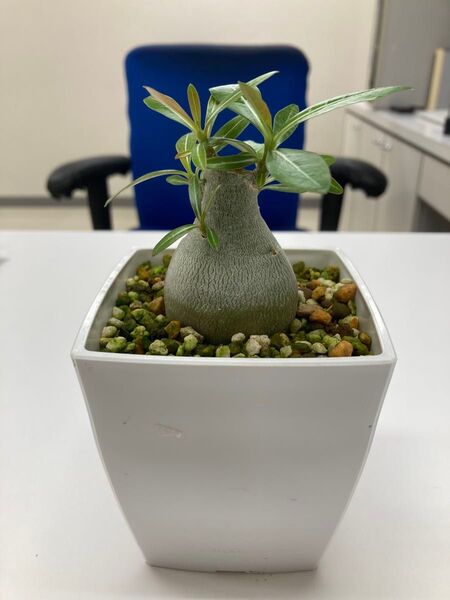 アデニウム 鉢植え 塊根植物 観葉植物 インテリアグリーン