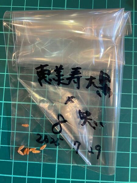 恵比寿笑い×恵比寿大黒 ブレビカウレ×デンシカウレ パキポディウム 種子 8粒 ネコポス