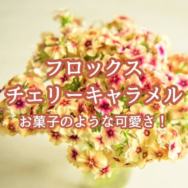【お花の種】フロックス☆チェリーキャラメル 種子 約30粒!切花 ブーケ