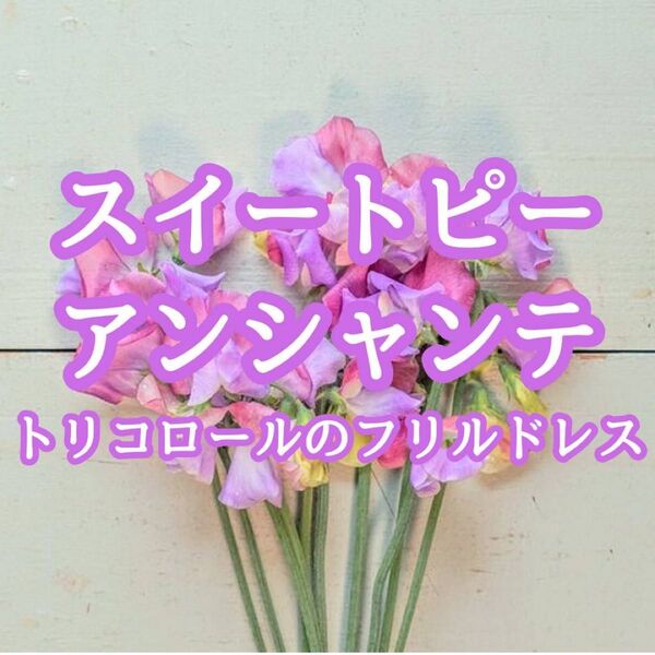 【お花の種】スイートピー☆アンシャンテ 花の種 約10粒!切り花 コロン