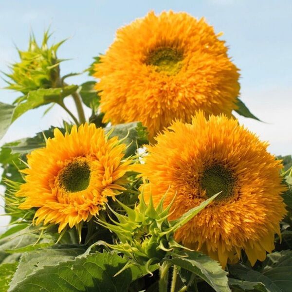 【お花の種】ひまわり☆向日葵 東北八重 種子 約30粒!切花