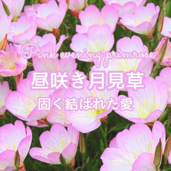 【お花の種】月見草☆種 約300粒!