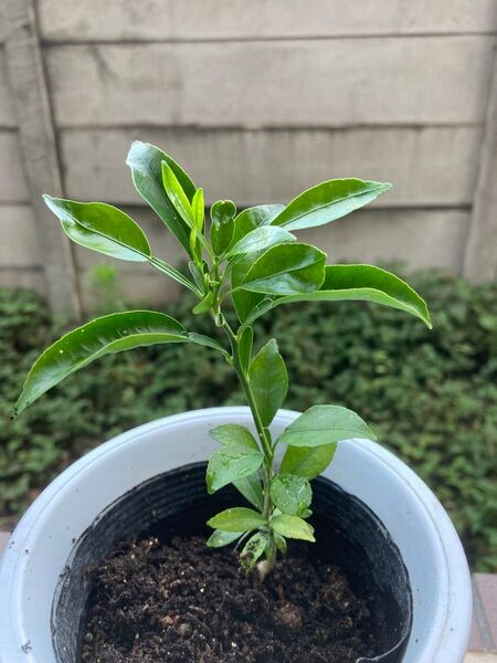 ★ゆず 苗 1本★