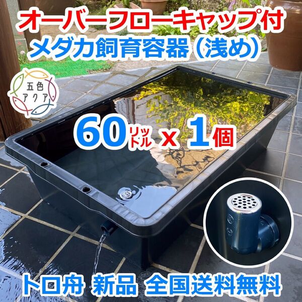 【新仕様】メダカ飼育ケース【60㍑トロ舟x1個 オーバーフローキャップ付】メダカ飼育容器 金魚 台風対策 ビオトープ 水草