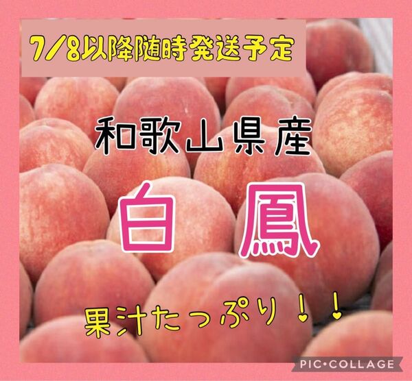 和歌山県産 白鳳 家庭用 5〜7玉