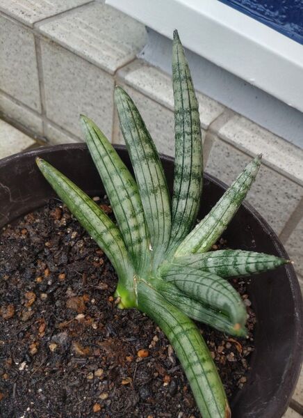 サンセベリア ボンセル 抜き苗 観葉植物02