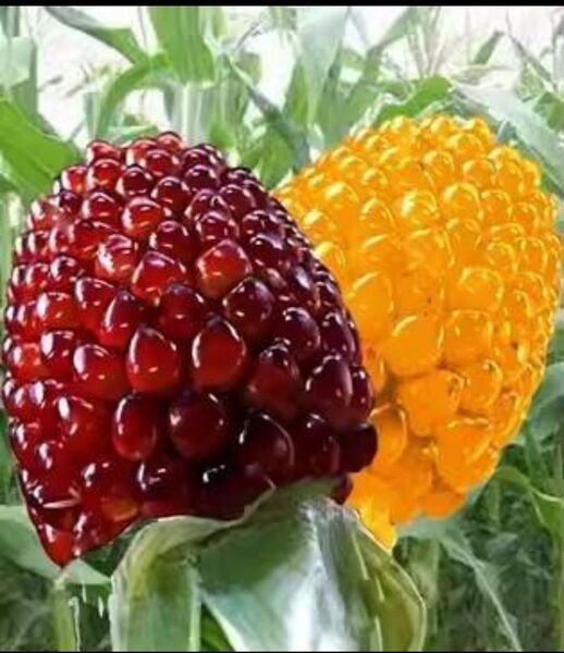 中国野菜の種 珍しい ミニ玉蜀黍50粒 いちごとうもろこし 草莓玉米 フルーツ玉蜀黍 水果玉米