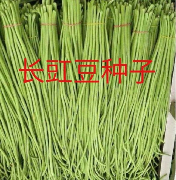 ささげの種 長豆 長豆角 固定種 50粒