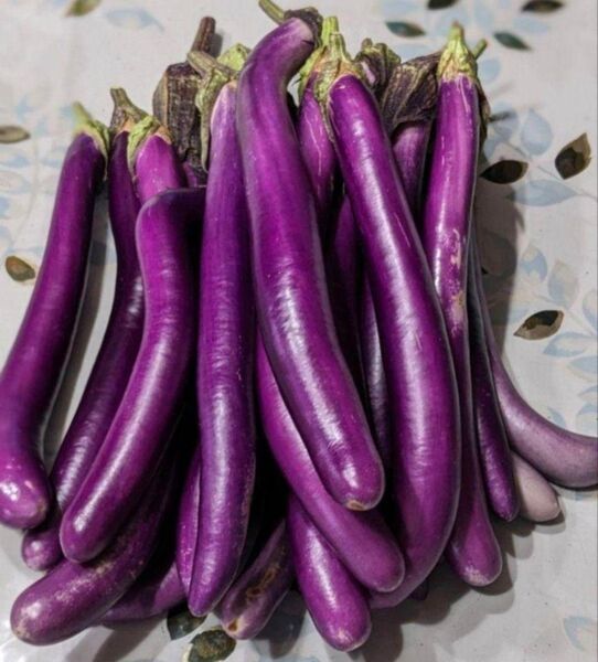 訳アリ品 紫長なす 藤姫長茄子 麻婆茄子 杭茄 ひも茄子 箱込み500g以上