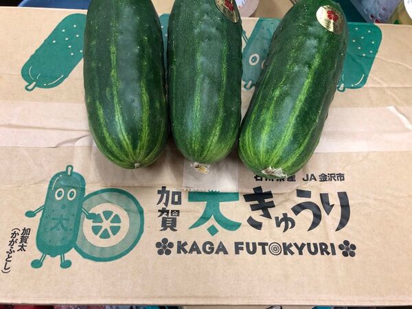 加賀野菜 加賀太きゅうり箱 8本入