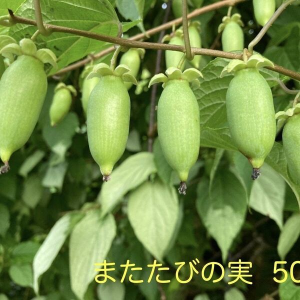 岩手県産 マタタビの実 ドングリ型 500g