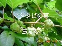 岩手県産 マタタビの実 虫コブ 500g