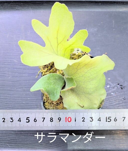 ビカクシダ、ウィリンキー ドワーフ サラマンダー苗B