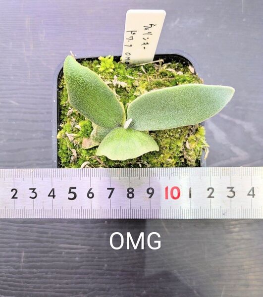 ビカクシダ、ウィリンキー ドワーフ OMG苗A
