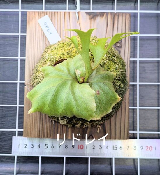 ビカクシダ、リドレイ②