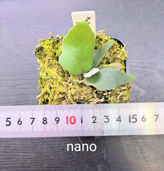 ビカクシダ、ウィリンキー ドワーフ nano苗③