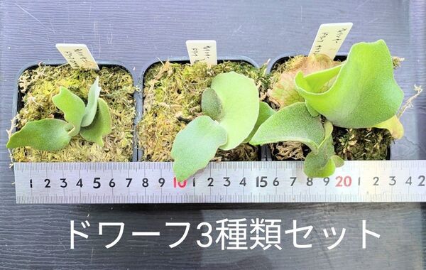 ビカクシダ、ウィリンキー ドワーフ3種類セットA